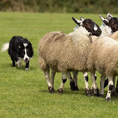 A dog herding a small group of sheep across a grassy field.