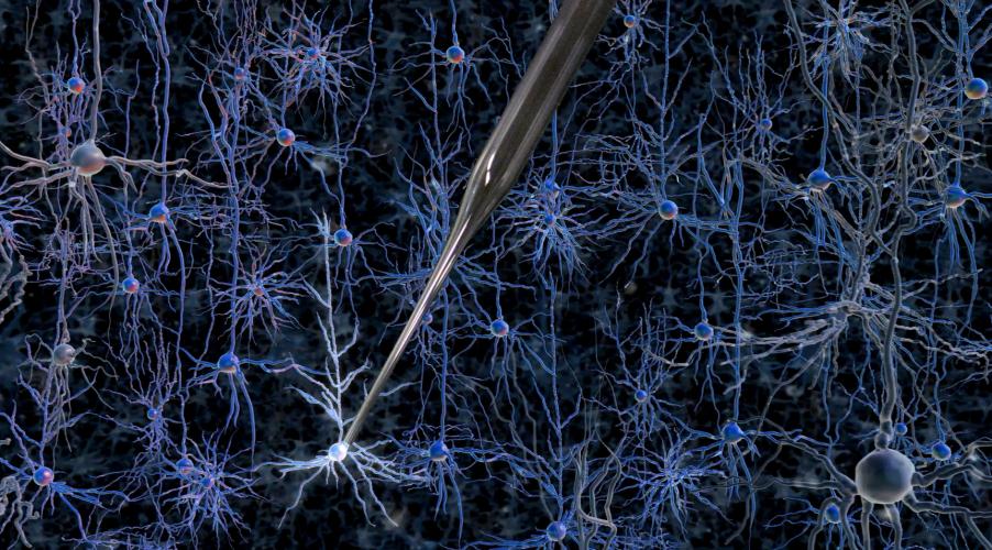 Craig Forest robotic neural recordings