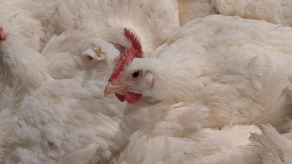 A photo of a chicken. 