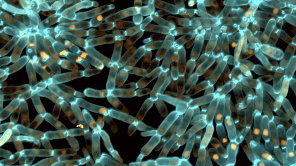 Evolved snowflake yeast