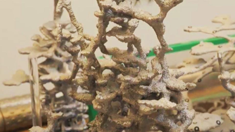 Ant hill cast in molten aluminum to show intricate underground structure of tunnels and chambers, much like the branches of coral.