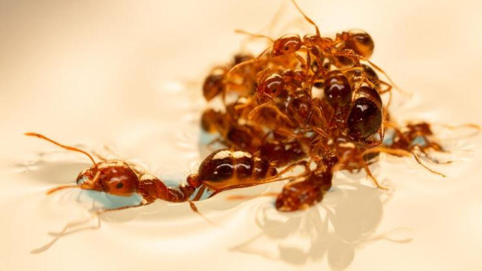 red fire ants making a raft in water