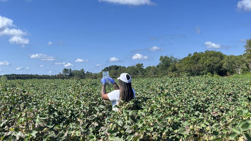 A researcher works in a cotton field in Jenkins County, Georgia, as part of a project on AI and pesticide use. Dorothy Seybold