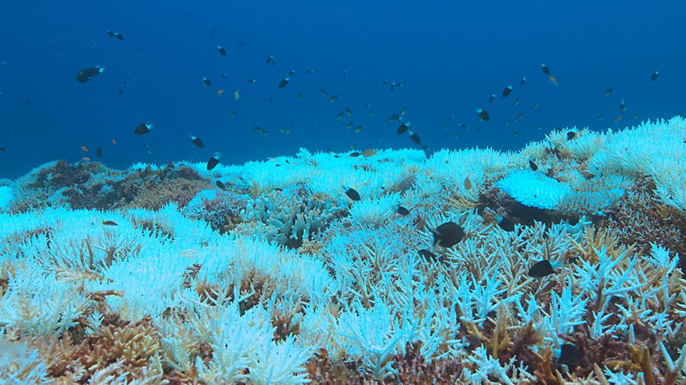 A reef of partially bleached coral under dark blue water with a variety of darkly colored fish swimming above the coral.