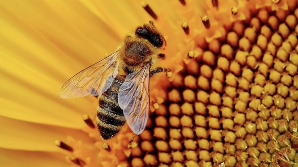 Honey bee on sunflower