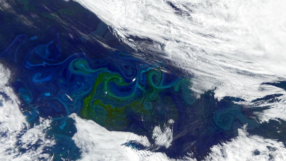 A satellite image of blooming phytoplankton, visible as green-tinted swirls, in the South Atlantic. Credit: NASA
