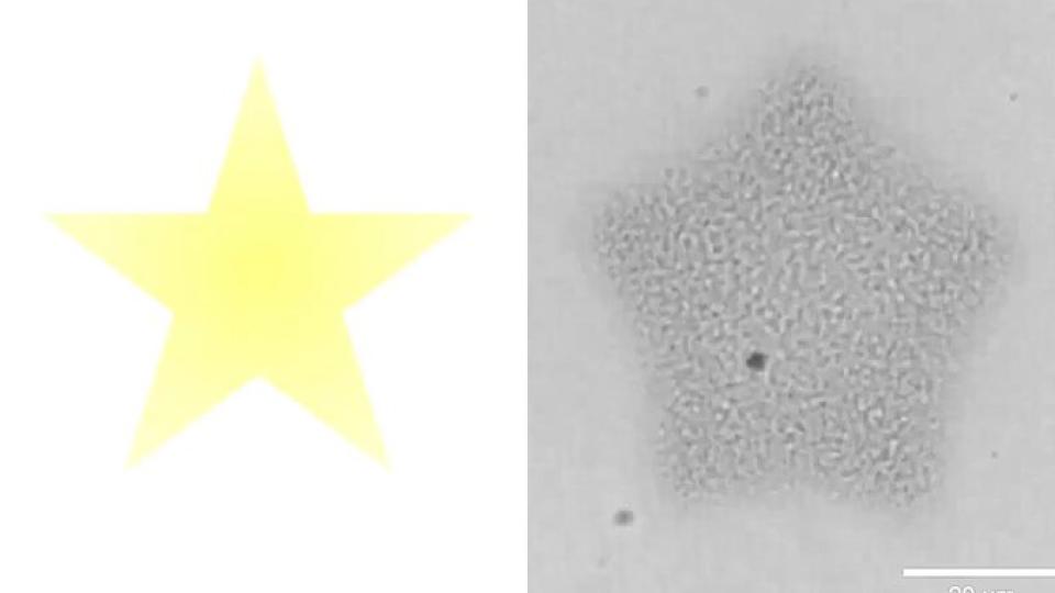 A yellow star shape is shown next to a microscope image of an artificial cell colony that has been directed to form the shape of a star.