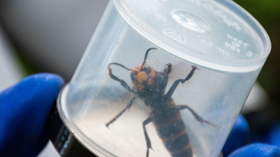 Murder Hornet