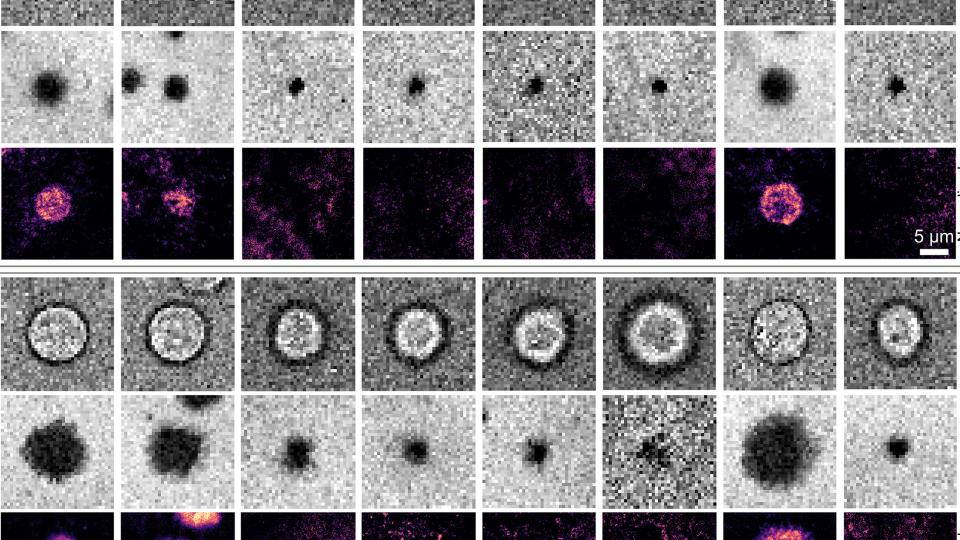 Cd40 and Cd40L interactions
