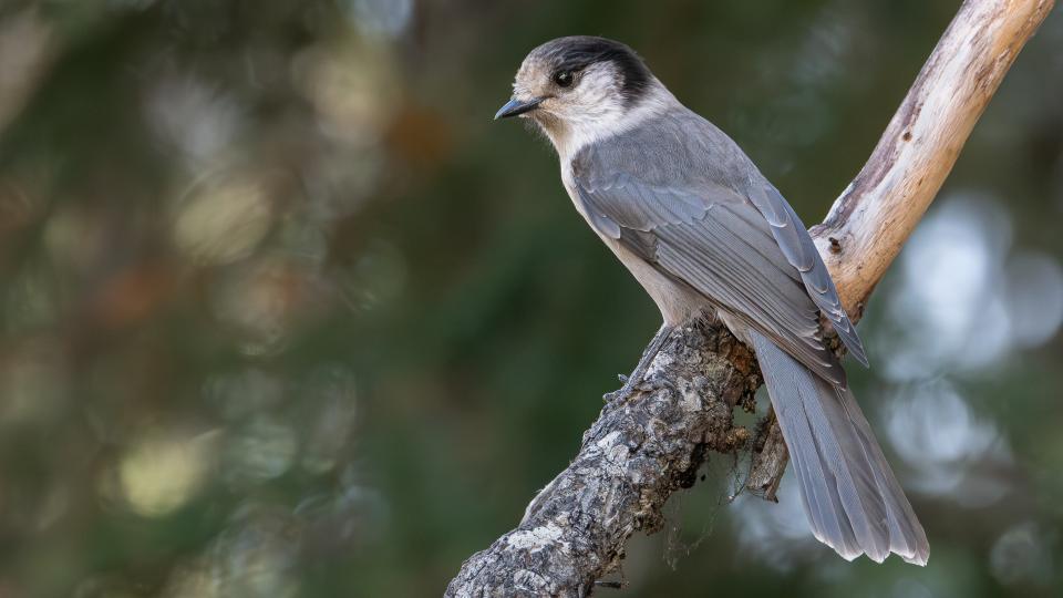 The Canada Jay is one of the birds struggling in the Pacific Northwest. (Credit: Mason Maron)