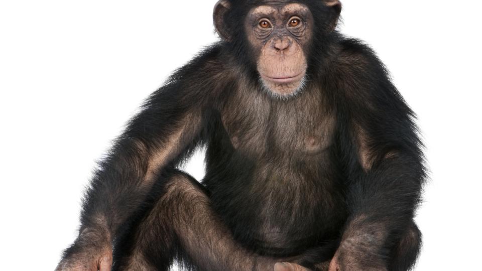Chimpanzee
