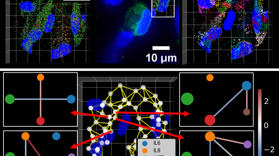 stem 
