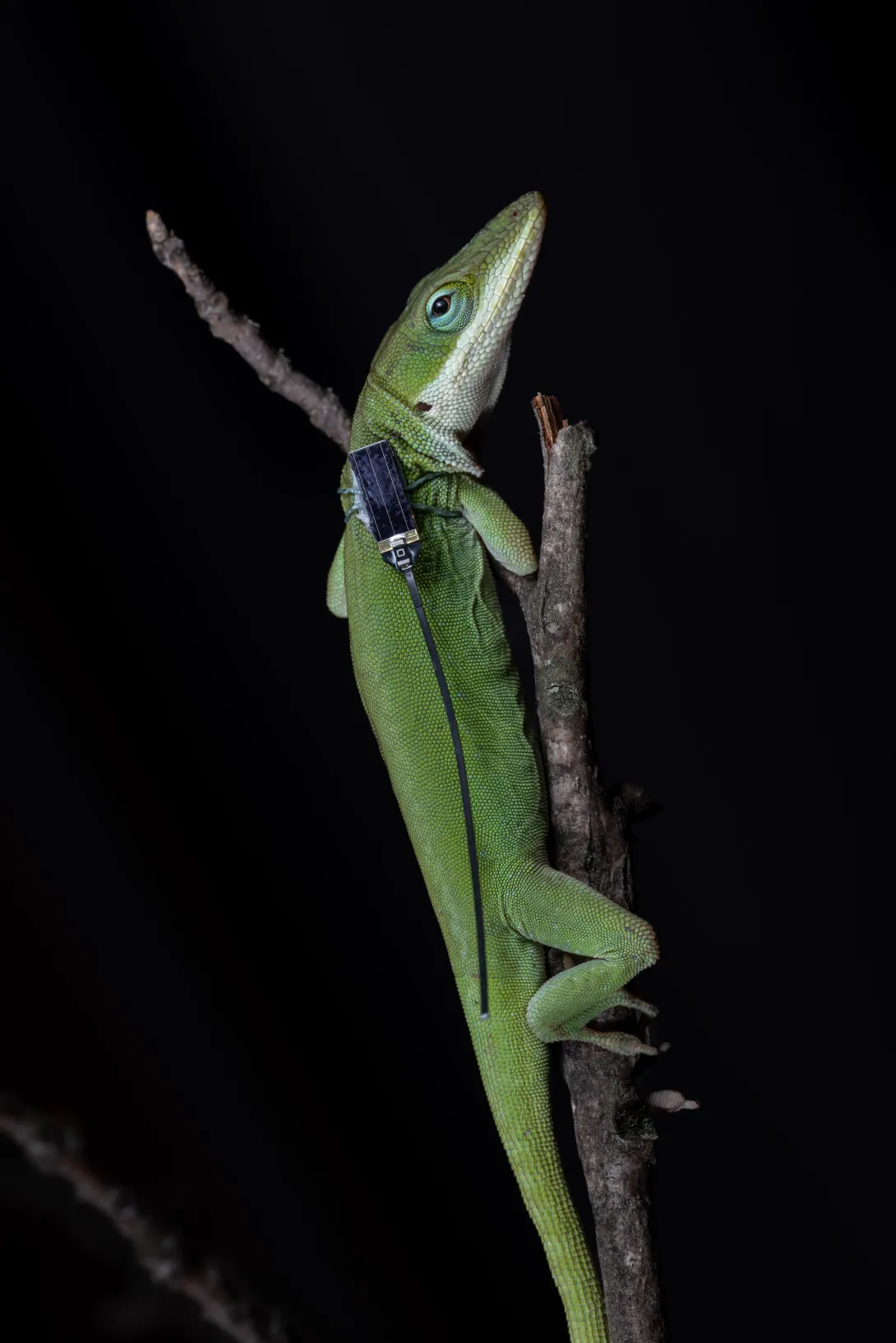 A lizard wearing one of the sensors, which weigh just three-hundredths of a gram each — the same as a two grains of rice. (Credit: Jon Suh)