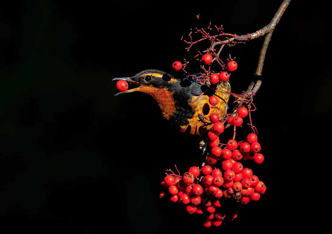 The Varied Thrush is another bird common in the Pacific Northwest. (Credit: Melissa Hafting, @bcbirdergirl)