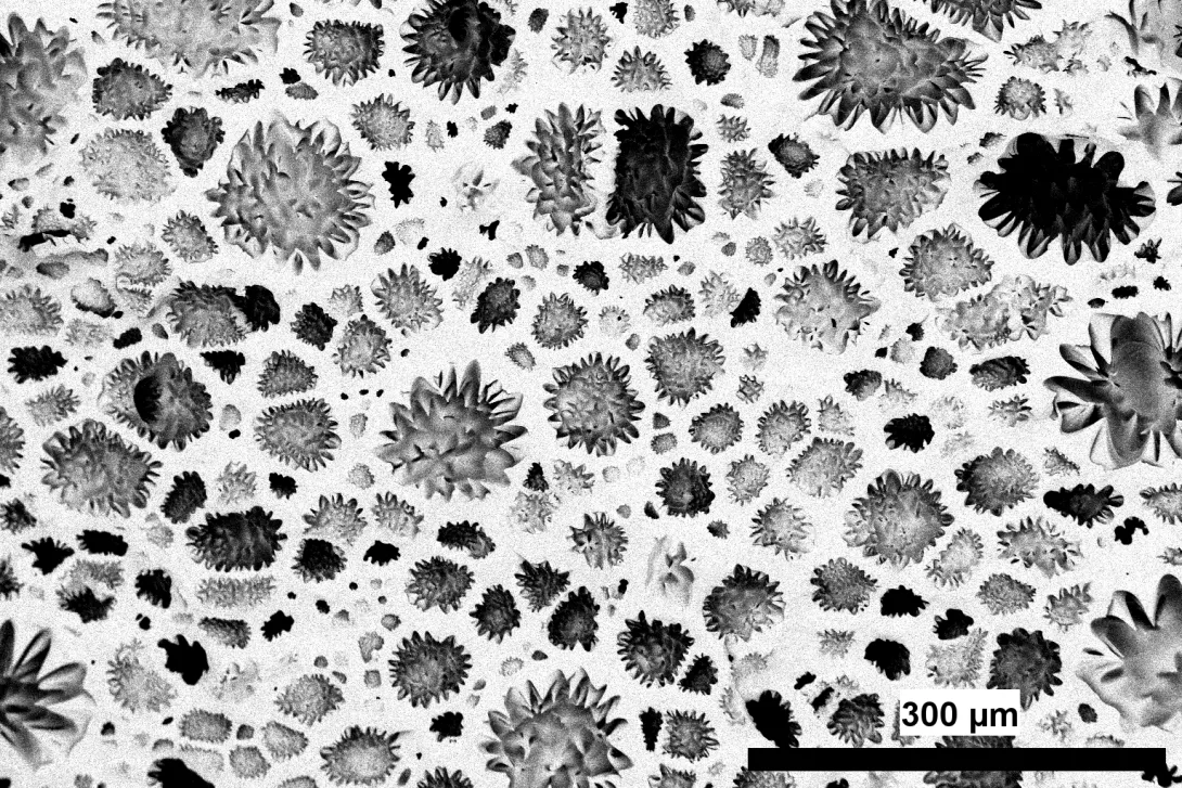 Nanoscale image of foam in bloom