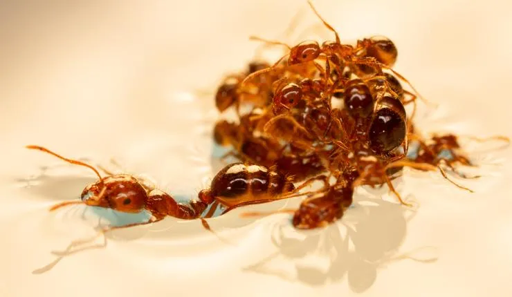 red fire ants making a raft in water