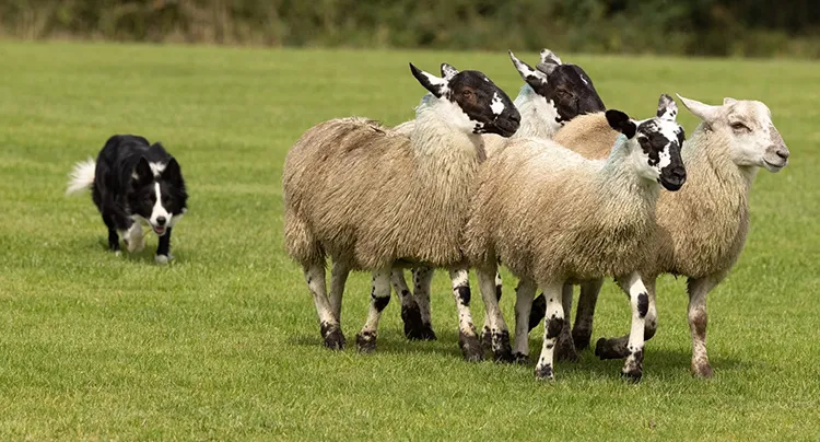 Sheepdog herding sheep