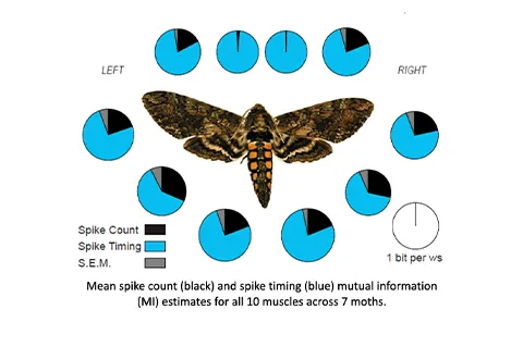 Diagram showing a hawk moth in the center surrounded by twelve circular charts. Each chart displays proportional black and blue segments representing spike count and spike timing data for left and right muscle groups. A legend explains the colors, and text below notes that the values show mutual information estimates for 10 muscles across seven moths