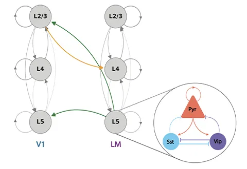 Diagram showing neural connectivity between cortical layers in regions labeled V1 and LM. Arrows connect circular nodes representing layers L2/3, L4, and L5, with green and orange arrows indicating directional pathways. A magnified inset on the right illustrates a simplified microcircuit with shapes labeled Pyr, Sst, and Vip connected by colored arrows.