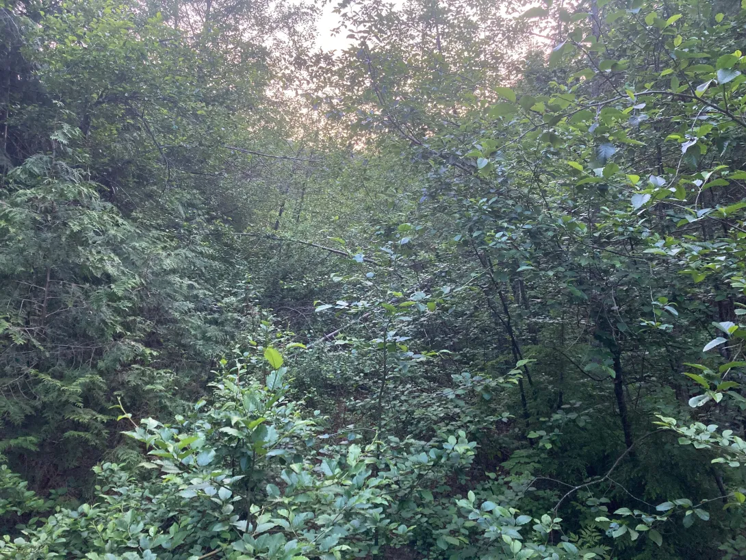 An overgrown and abandoned road that Freeman traversed. (Credit: Benjamin Freeman)