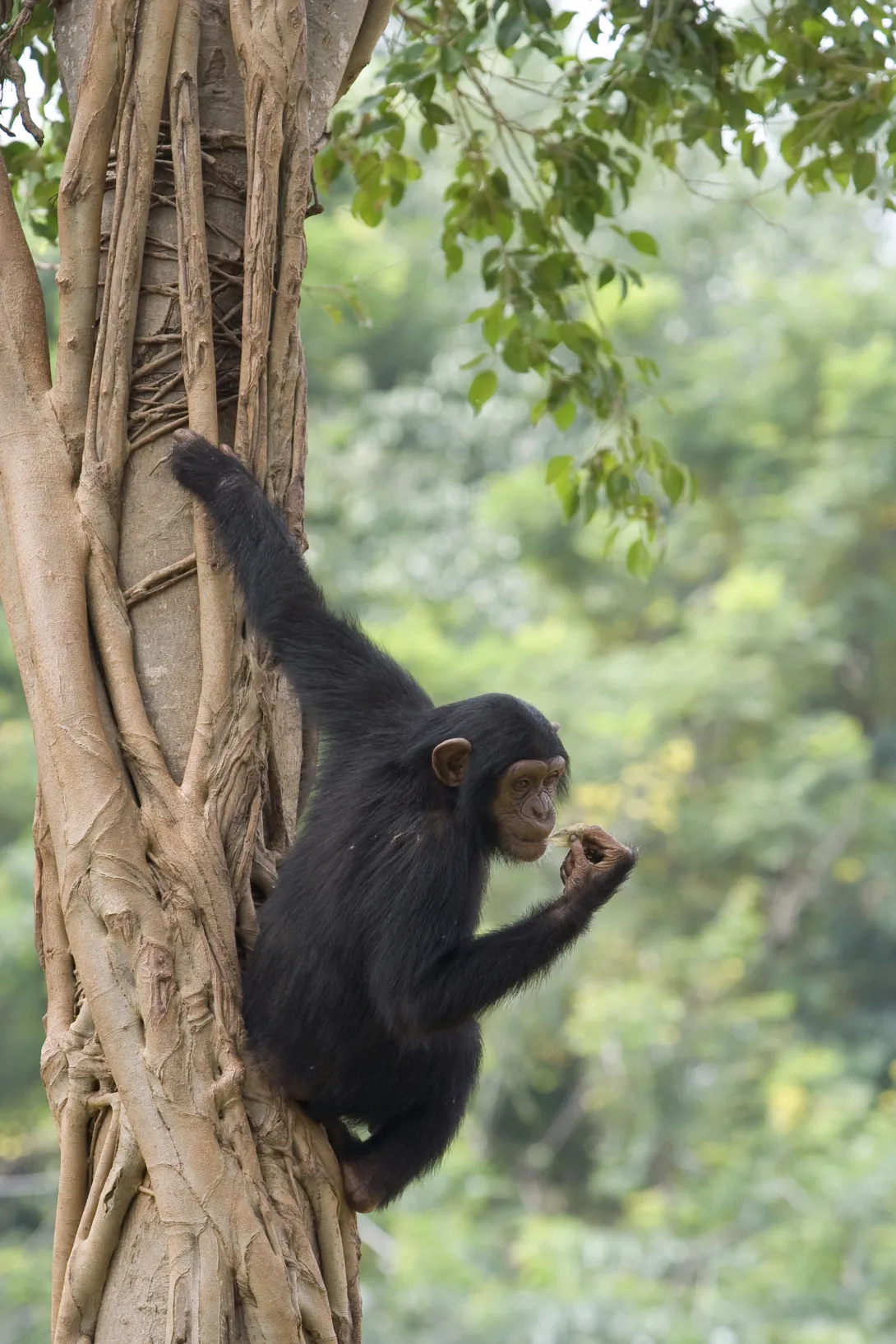 Chimpanzee 2