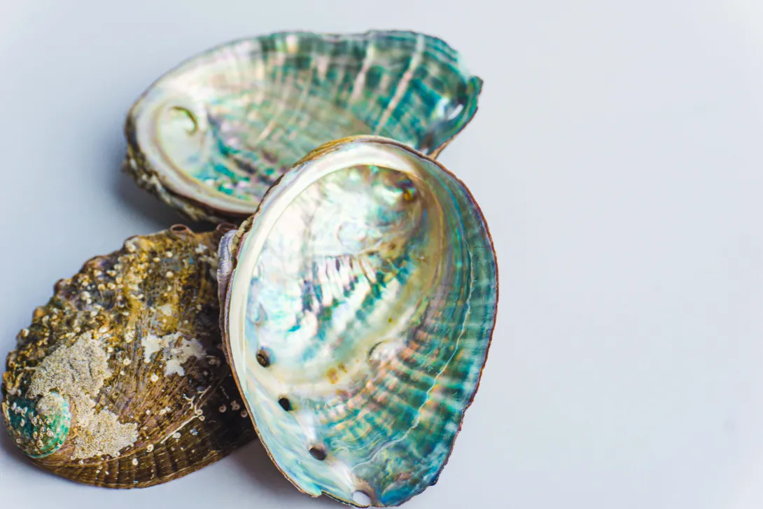 three seashells